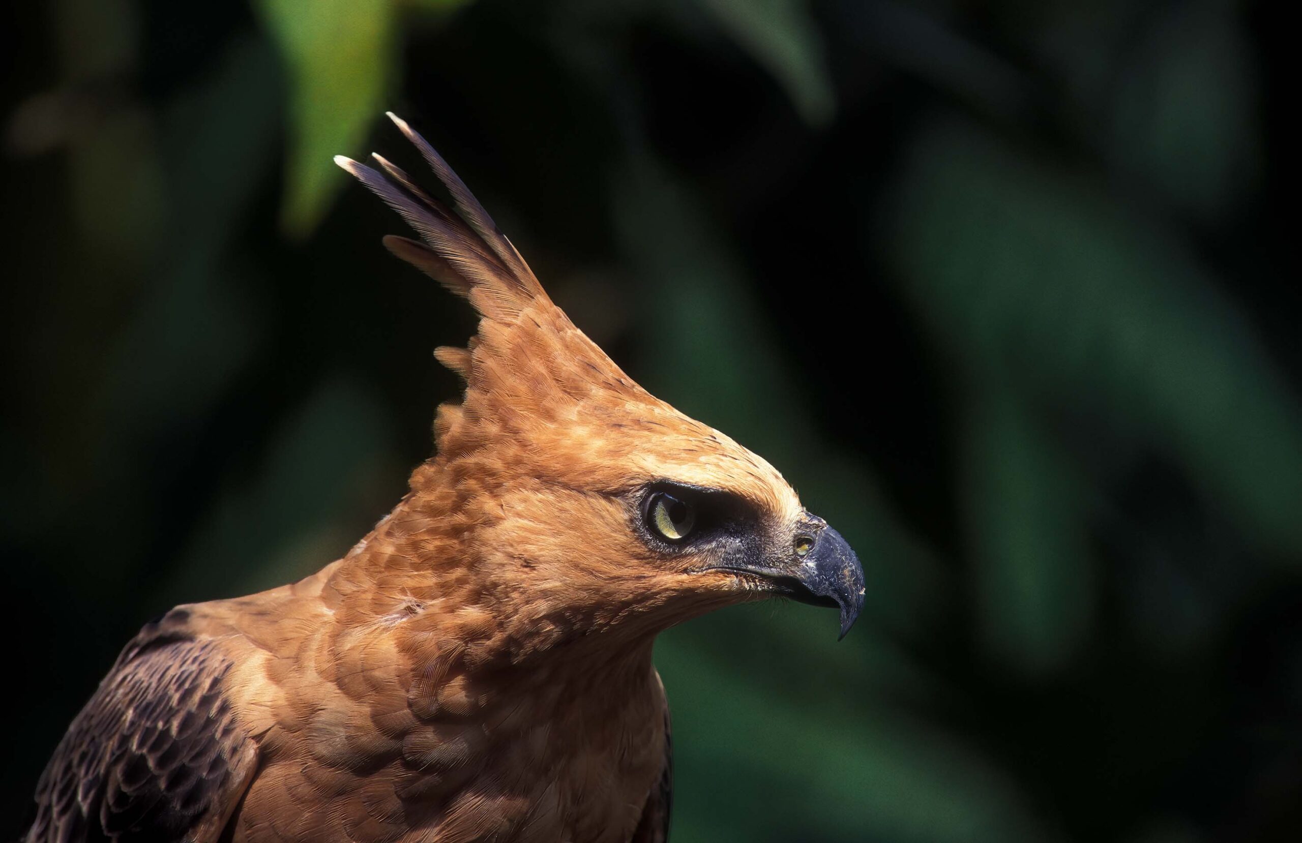 A close-up side profile of a crested hawk with a sharp beak and light-colored eyes. The hawk's brown feathers and prominent head crest are in sharp focus against a blurred green forest background