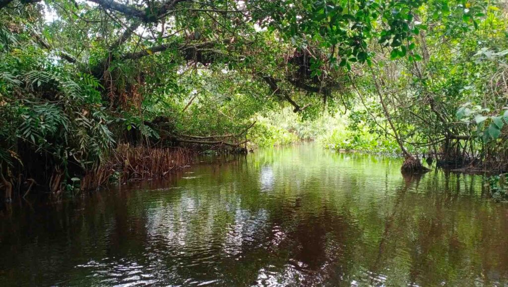 Chandra Asri Group DAS Cidanau Program: A serene view of a lush mangrove forest with thick green foliage overhanging a calm, dark river.