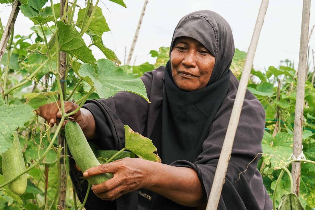 Bakti Barito Bakti Pangan Lestari Program: A woman in a black hijab carefully harvesting a large cucumber from a vine in a vegetable garden.